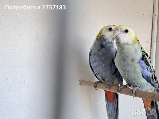 продавам чифт жълтоглава розела, снимка 2 - Папагали - 53455447