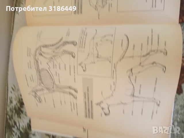 Световна енциклопедия на кучетата, снимка 8 - Енциклопедии, справочници - 48075574