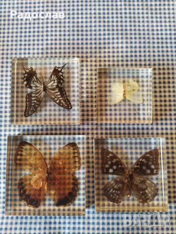 естествени  пеперуди , снимка 1 - Колекции - 39596146
