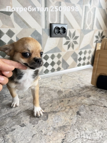Chihuahua чихуахуа , снимка 3 - Чихуахуа - 55805147