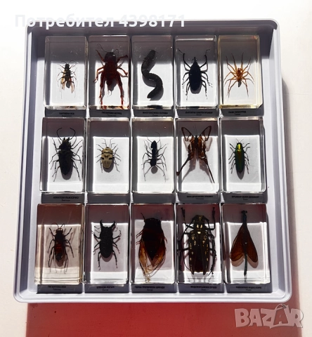 Колекция Истински буболечки, снимка 6 - Колекции - 52425118