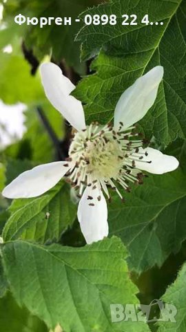 Малина Сорт Туламен - Rubus Tulameen, снимка 2 - Разсади - 42294118