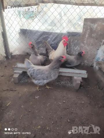 Разплодни яйца от Шведски Исбар , снимка 12 - други­ - 31902849