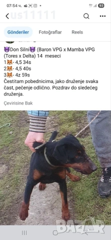 Елитен мъжки ягдтериер за разплод , снимка 4 - Ягдтериер - 53583763