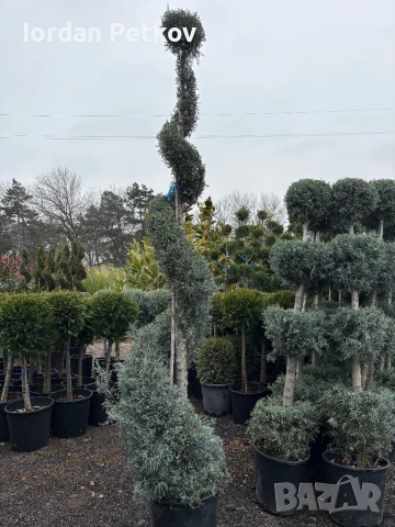 Кипарис , снимка 5 - Градински цветя и растения - 53473774
