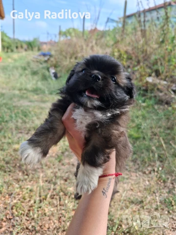 Пекинез, снимка 1