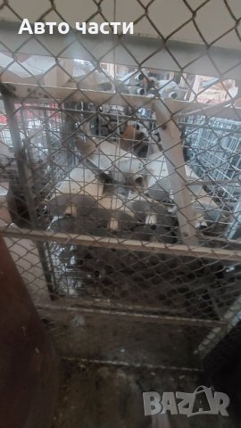 Гърнета за руски коли ЛАДА.ЖИГУЛА .МОСКВИЧ.САМАРА.ЛАДА.НИВА.И ДРУГИ., снимка 15 - Части - 41858377