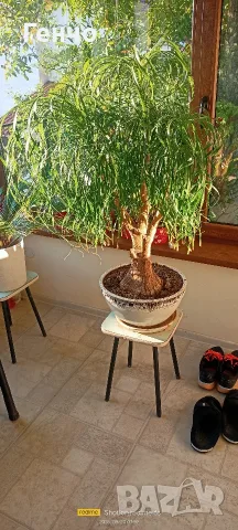 Бокарнея (познато още като Нолина или Beaucarnea recurvata)