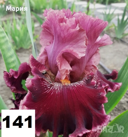 Сортови вискоки ириси /брадати ириси, снимка 10 - Градински цветя и растения - 51458720