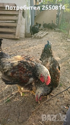 Катунски петли