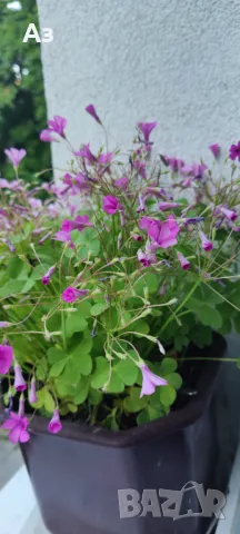 Продавам цветя Детелина Оксалис – 5 бр големи саксии, снимка 12 - Разсади - 49995561