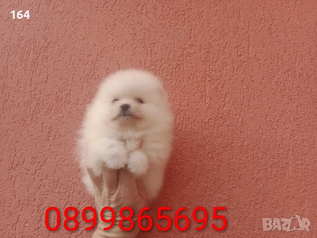 Померани. Момиче и момче. Реални снимки от 08.02.26 г., снимка 3 - Померан - 53324476