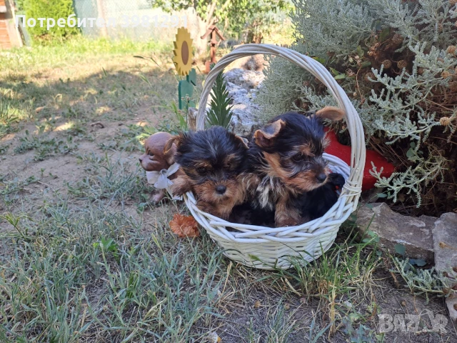 Йорки, снимка 1