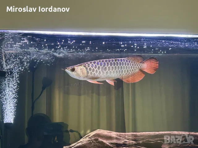 азиатска арована промоция до 20.10.