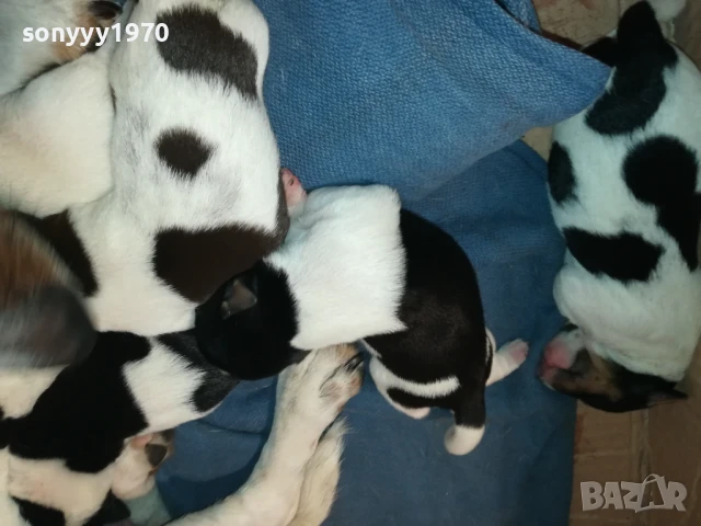 ДЖАК РЪСЕЛ 1607251626, снимка 7 - Джак ръсел териер - 51385539