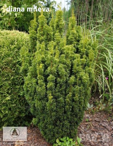 Taxus baccata, Тис, снимка 2 - Градински цветя и растения - 39717361