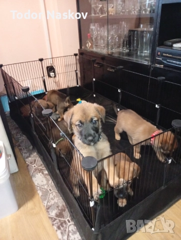 Продавам бебета  Малиноа , снимка 3 - Белгийска овчарка - 52402262