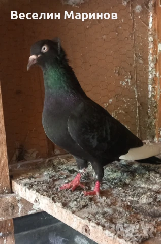 продавам  шуменски  гьлаби  и  американски храна4и, снимка 12 - Гълъби - 50969461