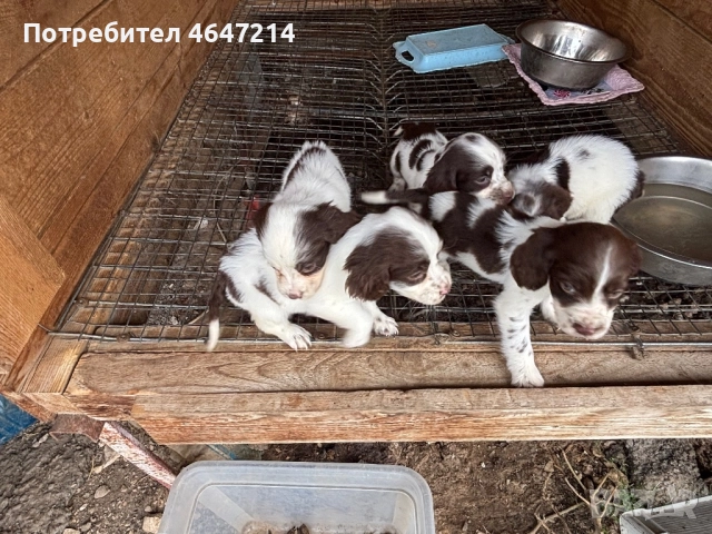 Английски спрингер шпаньол, снимка 6 - Други - 52361753