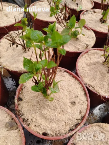 Хортензия Мадам Емили Мулиер, Hydrangea mac.Madame Emile Mouillere за сянка!!!, снимка 9 - Градински цветя и растения - 49691479