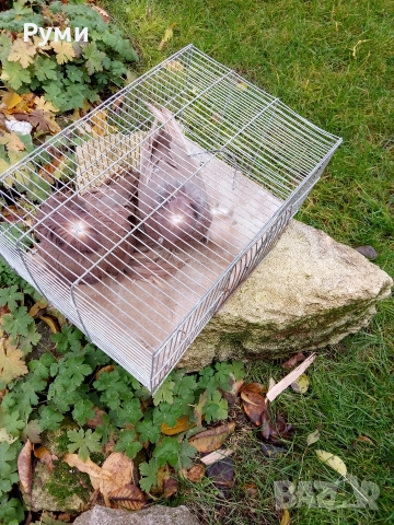 Продавам гълъби Димкежи, снимка 6 - Гълъби - 52623578