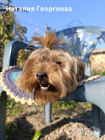 Продавам йоркширски териер, снимка 2 - Йоркширски териер - 52118874