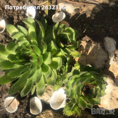 Сукуленти  Дебелец / Алпийска роза, снимка 11 - Градински цветя и растения - 28425981
