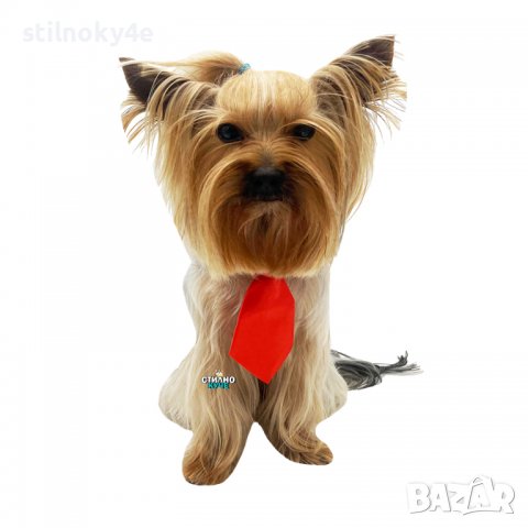 Вратовръзка за дребни, средни и едри породи кучета Кучешки вратовръзки Кучешка вратовръзка/папийонка, снимка 3 - За кучета - 32250633