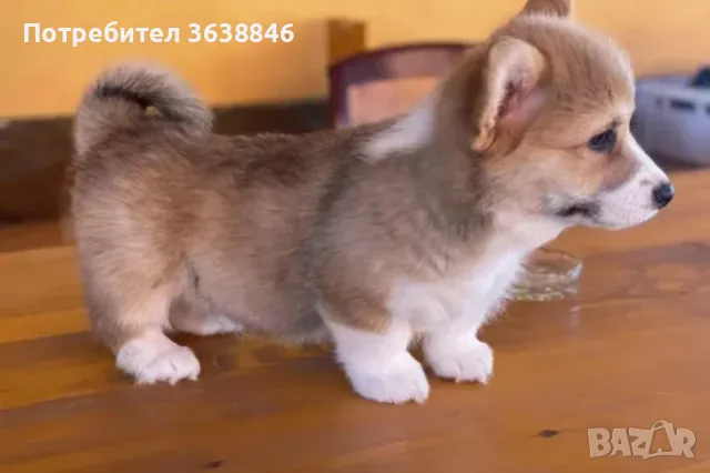Уелско корги, снимка 2 - Други - 48377753