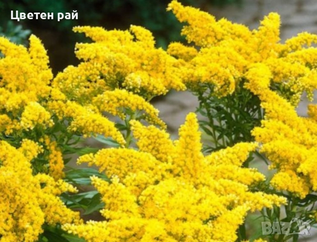 Канадска златна пръчица 