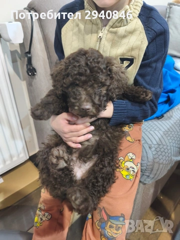 Кучета Лагото Романьоло 