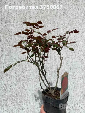 РОЗА 🌹 BOTERO® Meiafone 🌹, снимка 5 - Градински цветя и растения - 49671839