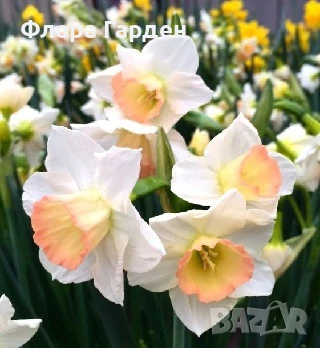 Луковици НАРЦИС, снимка 5 - Сортови семена и луковици - 46827345