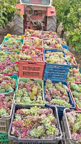 Продавам грозде от с. Глушник общ. Сливен