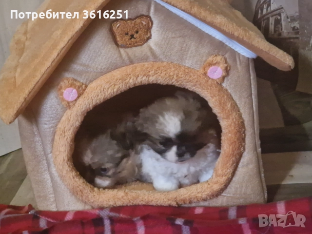 Мъжко пекинезче, снимка 2 - Пекинез - 52552275