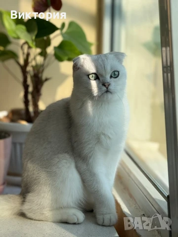 Котарак с порода клепоуха сребърна чинчила си търси женска , снимка 5 - Чинчили - 50580743