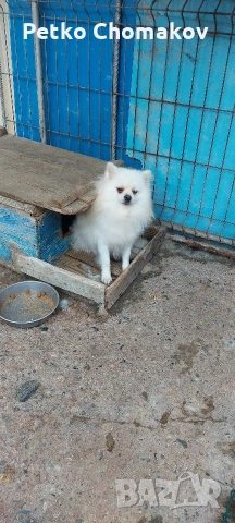 померан, снимка 8 - Шпиц - 53215752