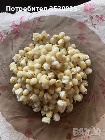 Бяла царевица за семе,стар сорт, снимка 6 - Сортови семена и луковици - 48793883