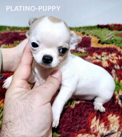 ЧИХУАХУА БЕБЕТА, снимка 15 - Чихуахуа - 48926548