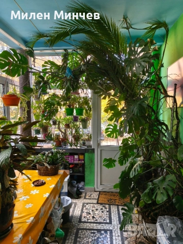 Филодендрон, Philodendron , снимка 2 - Стайни растения - 42678367