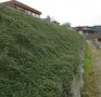 котонеастър дамери, снимка 1