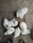 Бял мини кохин на 4 месеца , снимка 2