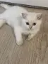 Британски котета , снимка 3