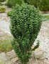 Дрян Компреса (Cornus sanguinea Compressa), снимка 1 - Градински цветя и растения - 42198347