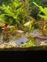 Живородни рибки  Плата, Гупа , Милинезия , снимка 13