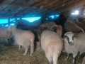 Продавам бременни овце , снимка 1