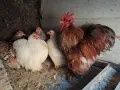 Мини кохини 4 ярки с петел, снимка 2