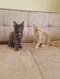 котенца Мейн Куун, снимка 4