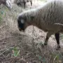 мъжко шиле овне, снимка 7