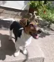 Кучето се дава само за разплод, снимка 2